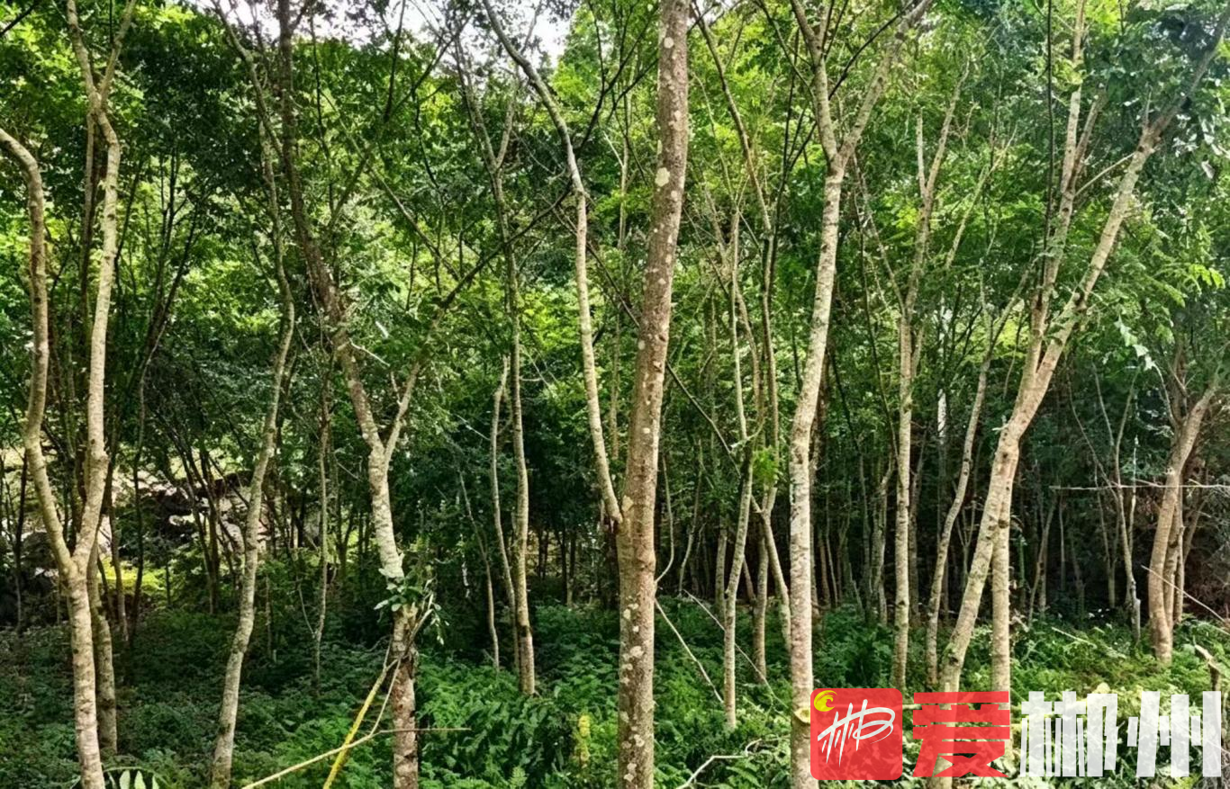 桂东青山:黄柏生“金”村民致富